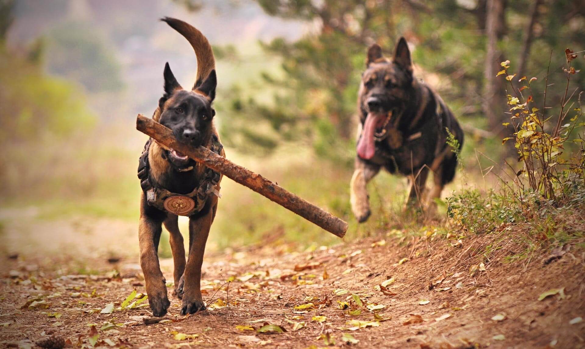 profidogs-webaruhaz